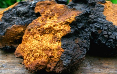 Chaga Chaga